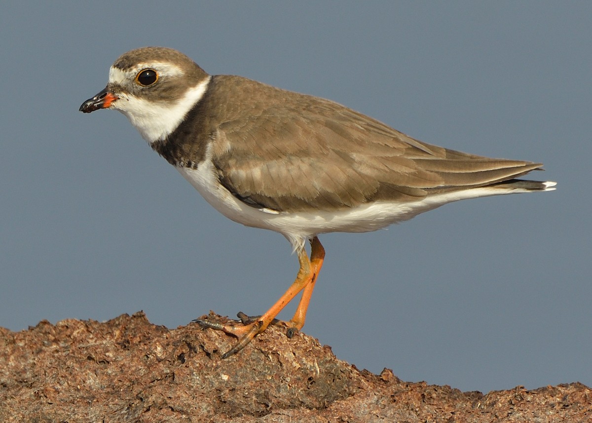 Semipalmated Plover - ML170210891
