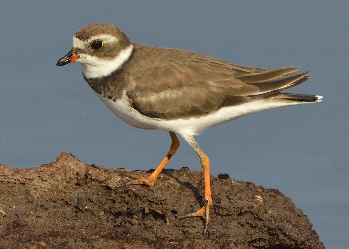 Semipalmated Plover - ML170210911