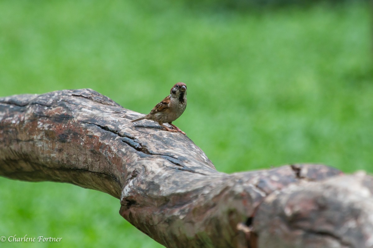 Eurasian Tree Sparrow - ML170211031