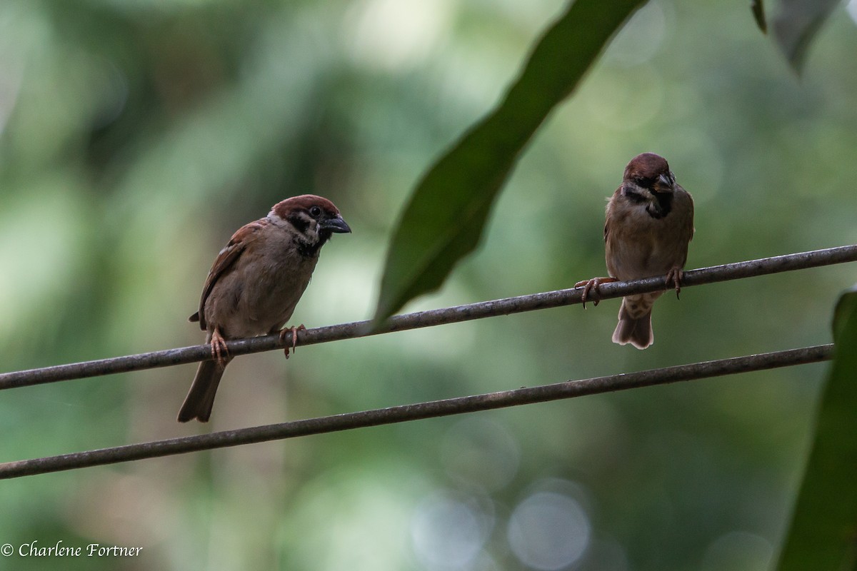 Eurasian Tree Sparrow - ML170211051