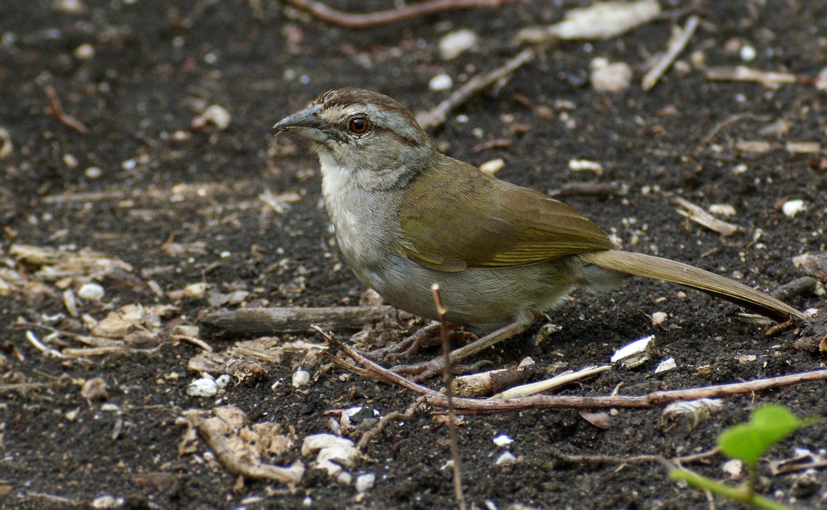 Olive Sparrow - ML170213151