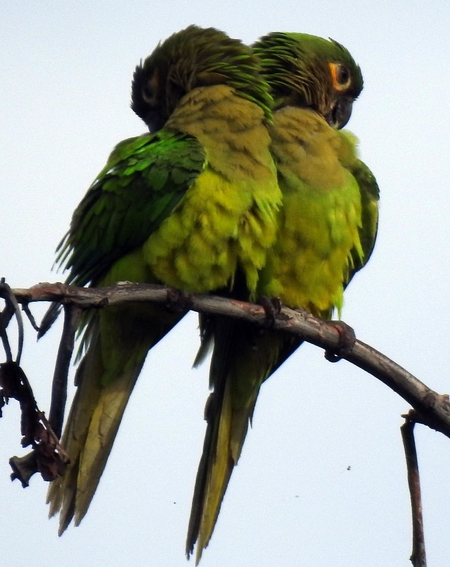 Brown-throated Parakeet - Bill Fox