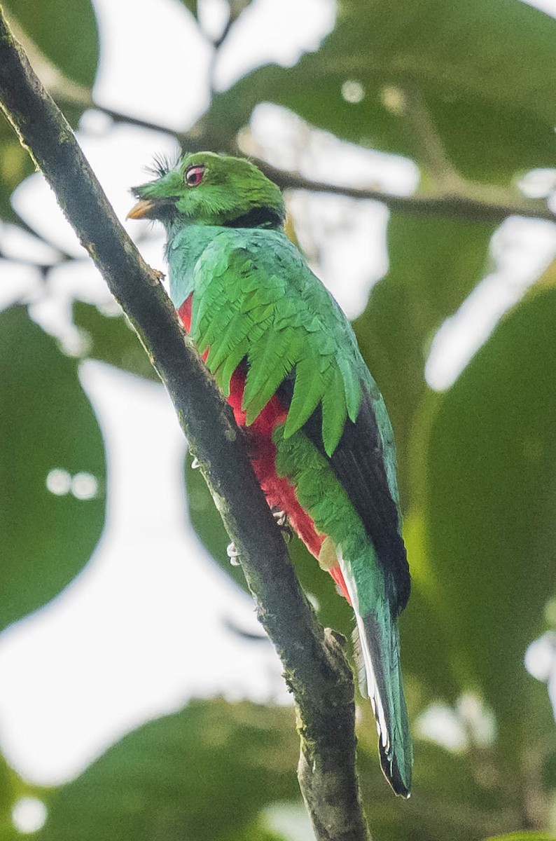Crested Quetzal - ML170215991