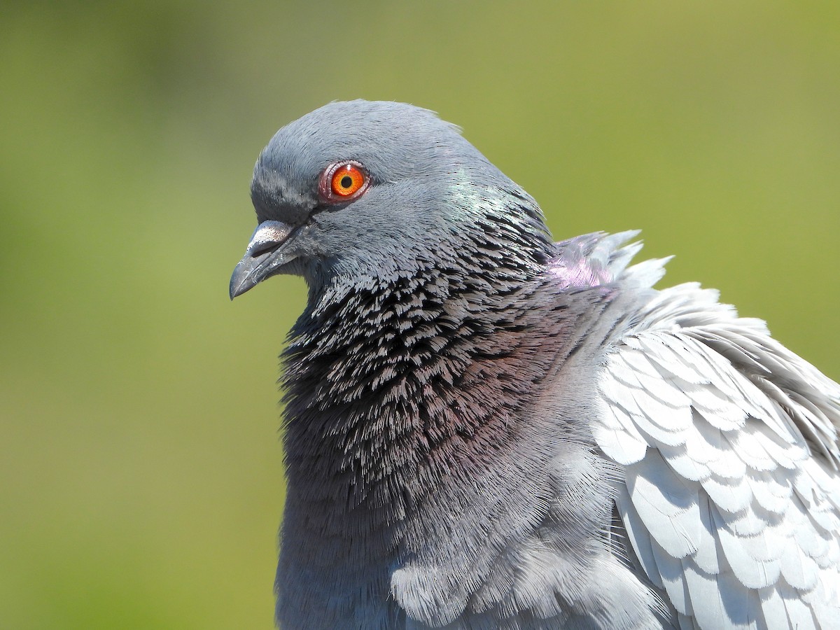 Rock Pigeon (Feral Pigeon) - Farshad Pourmalek