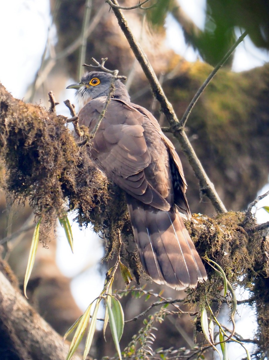 Large Hawk-Cuckoo - Ninad Thakoor