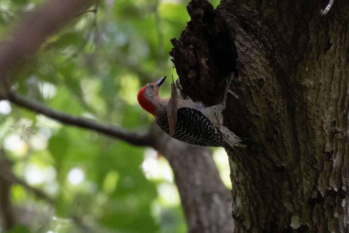 Red-bellied Woodpecker - Ray Wise