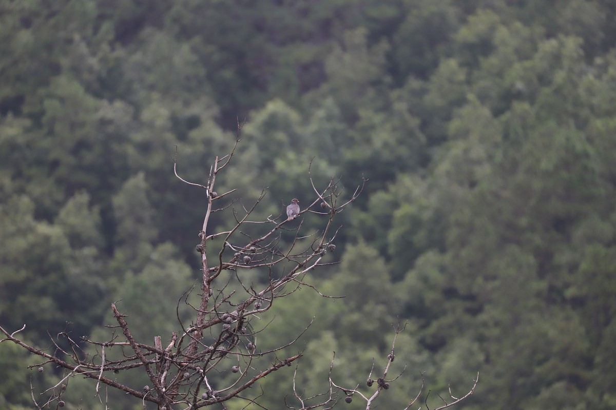Band-tailed Pigeon - Luis Jose Kafie