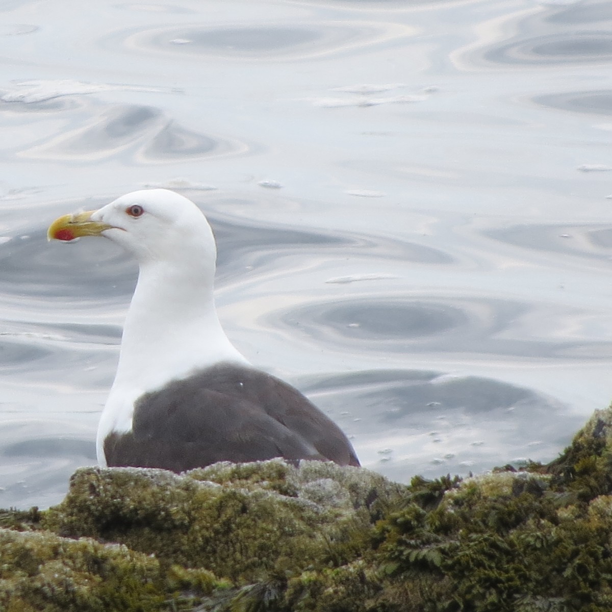Great Black-backed Gull - Mayte Torres