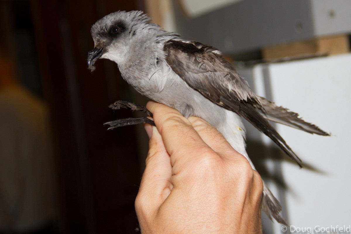 Fork-tailed Storm-Petrel - ML170231611