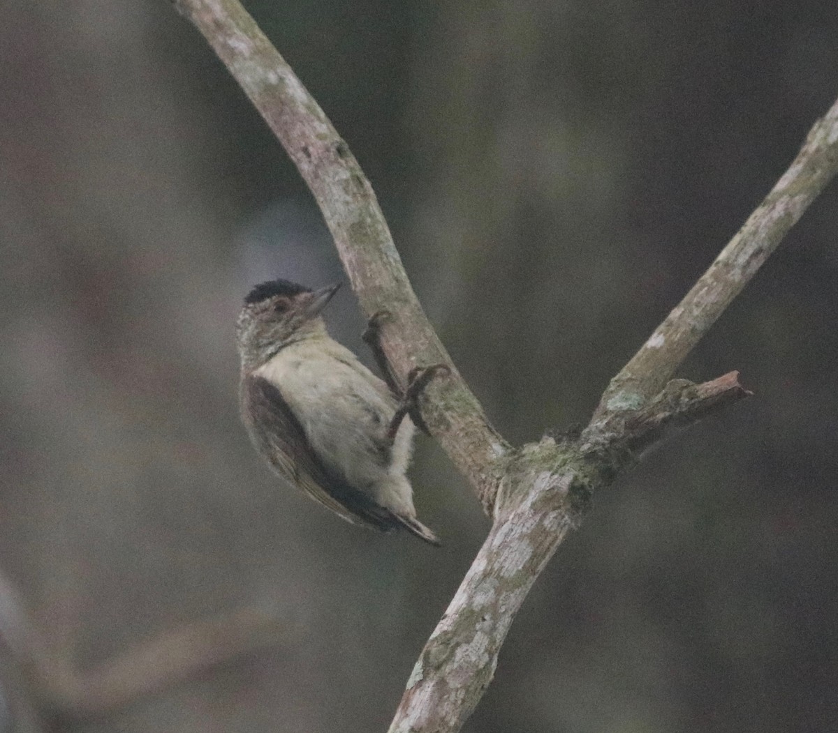 Plain-breasted Piculet - ML170232111