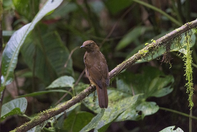 Juvenile or fresh Formative Rufous-brown Solitaire&nbsp;(subspecies <em>chubbi</em>). - Rufous-brown Solitaire - 