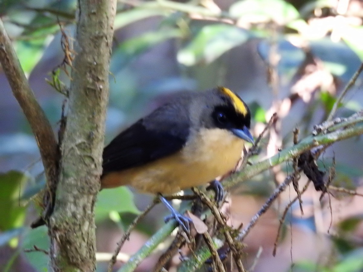 Black-goggled Tanager - ML170236081