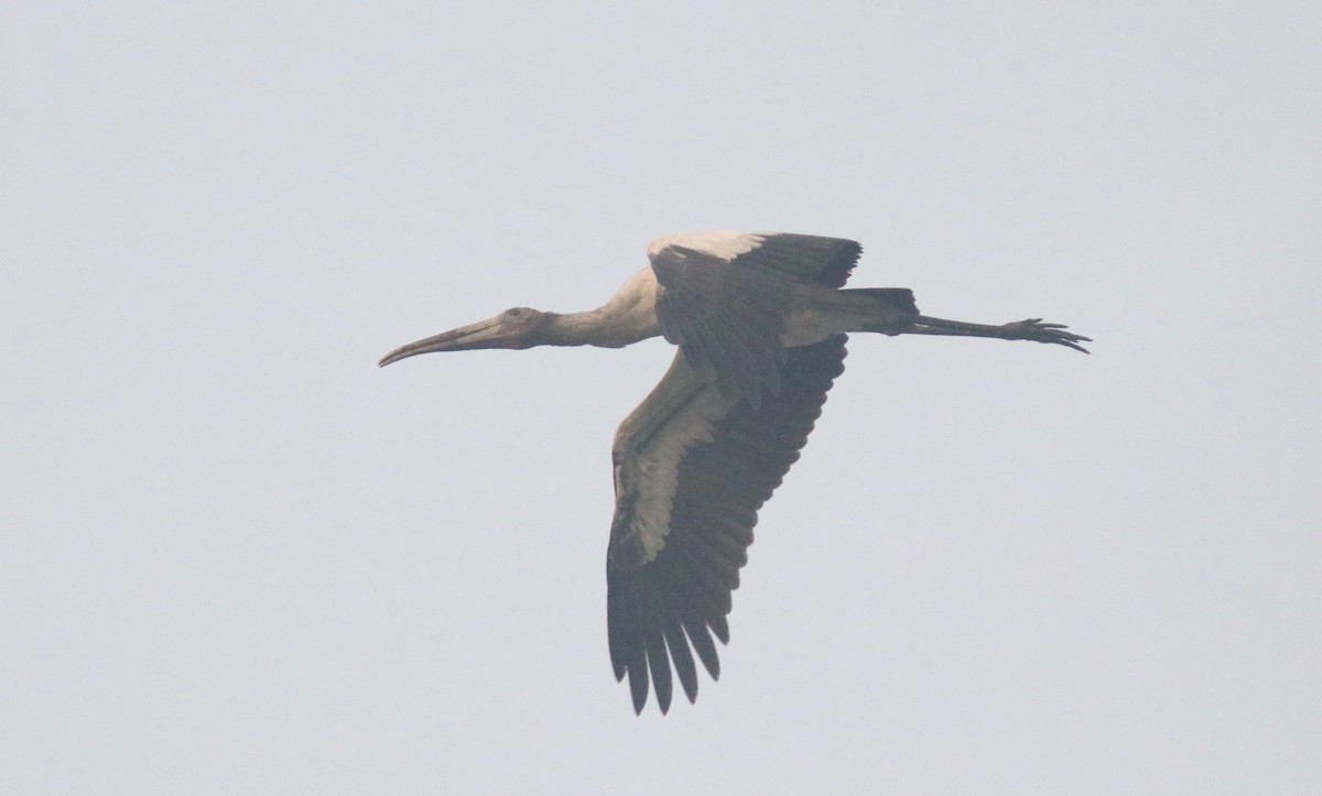 Wood Stork - ML170238151