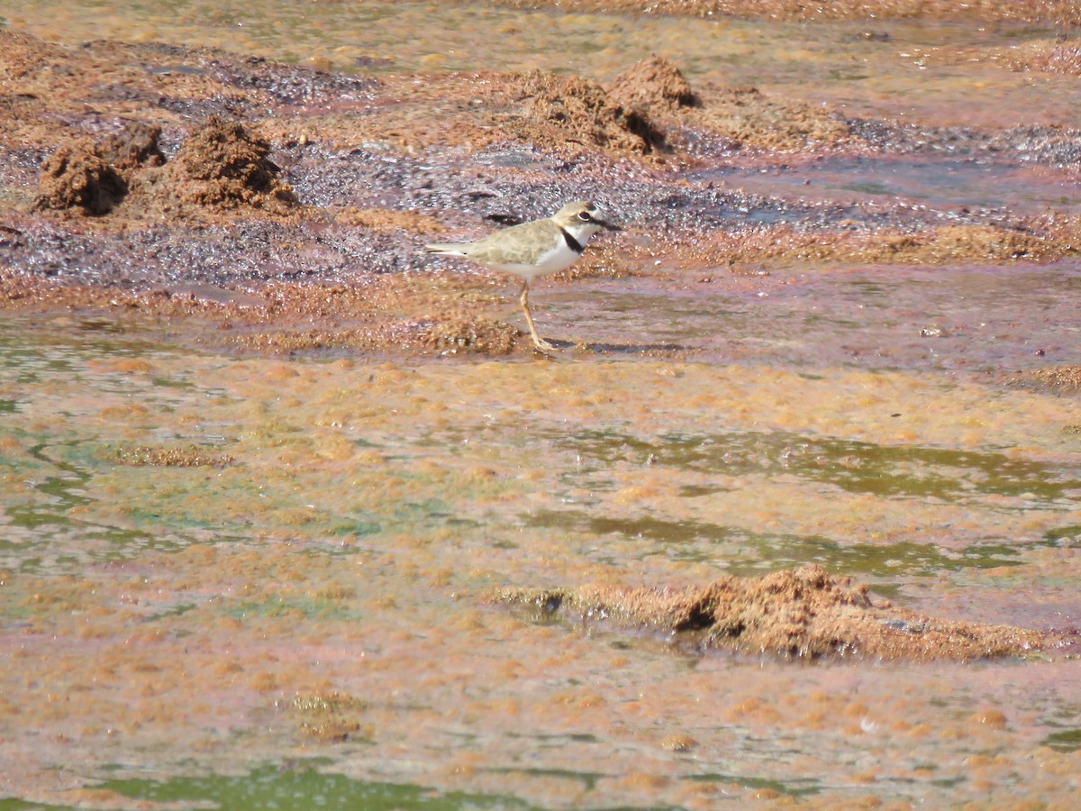 Collared Plover - ML170239131