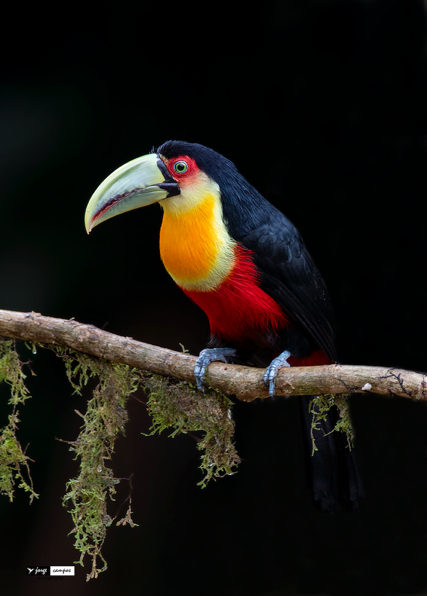 Red-breasted Toucan - ML170241691