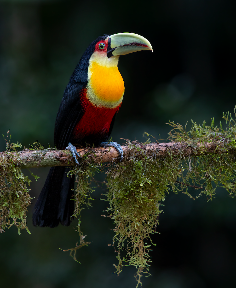 Red-breasted Toucan - ML170241811