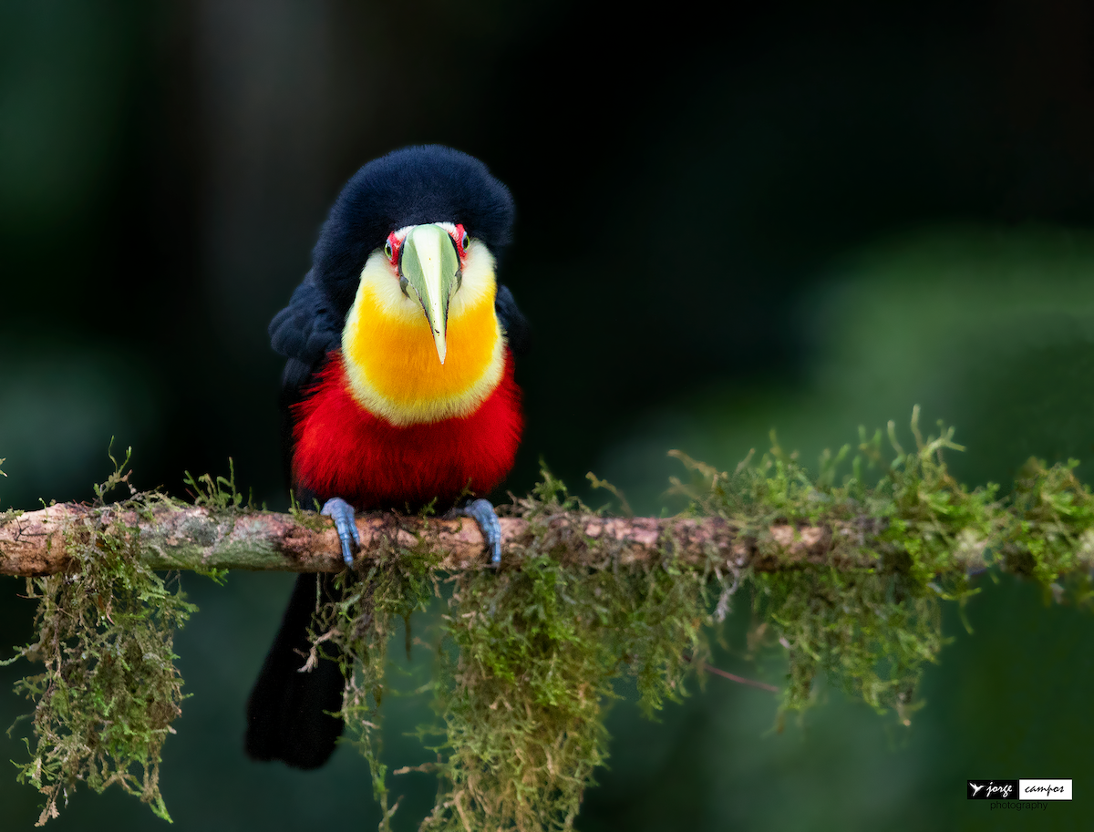 Red-breasted Toucan - Jorge Gabriel Campos