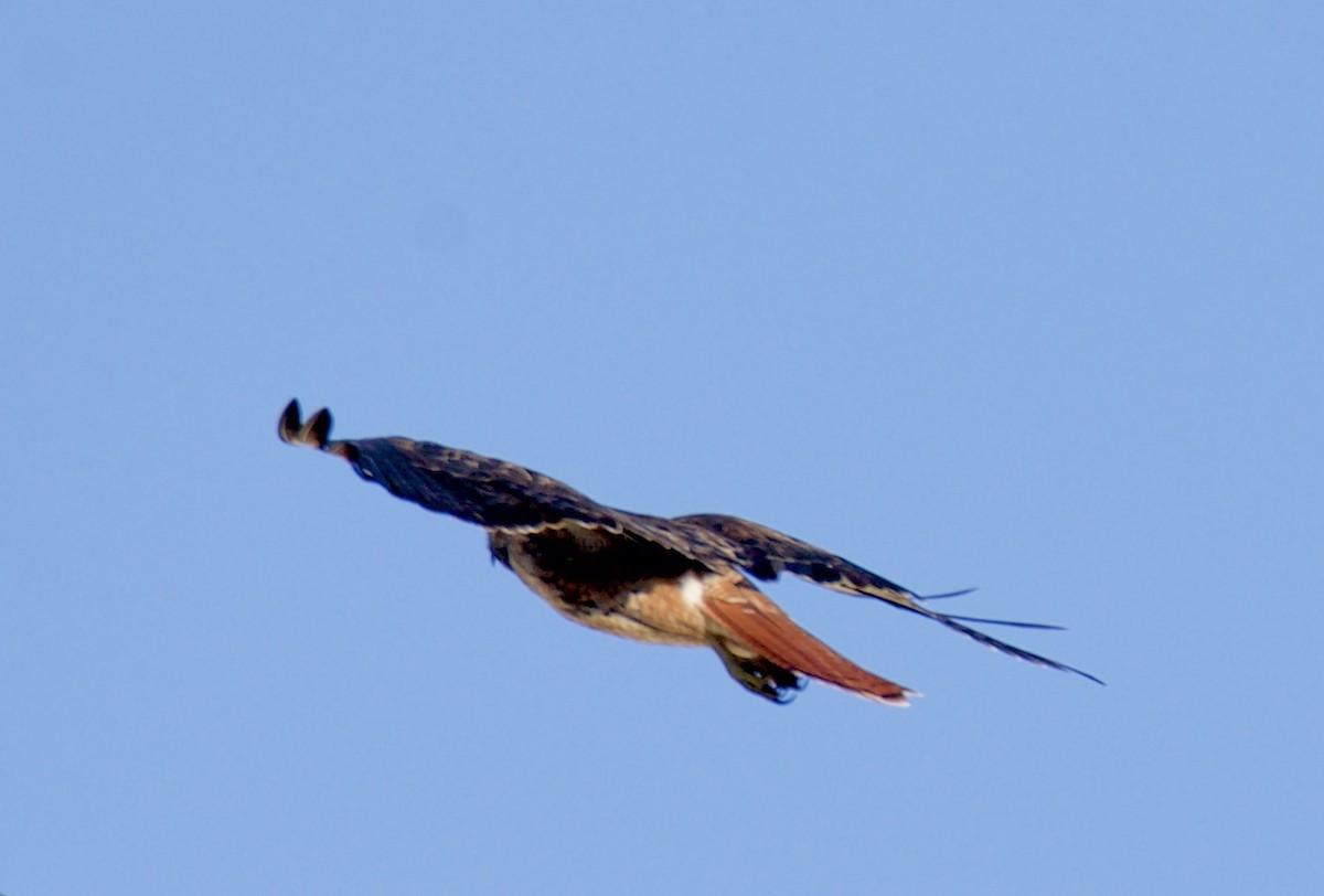 Red-tailed Hawk - ML170244871