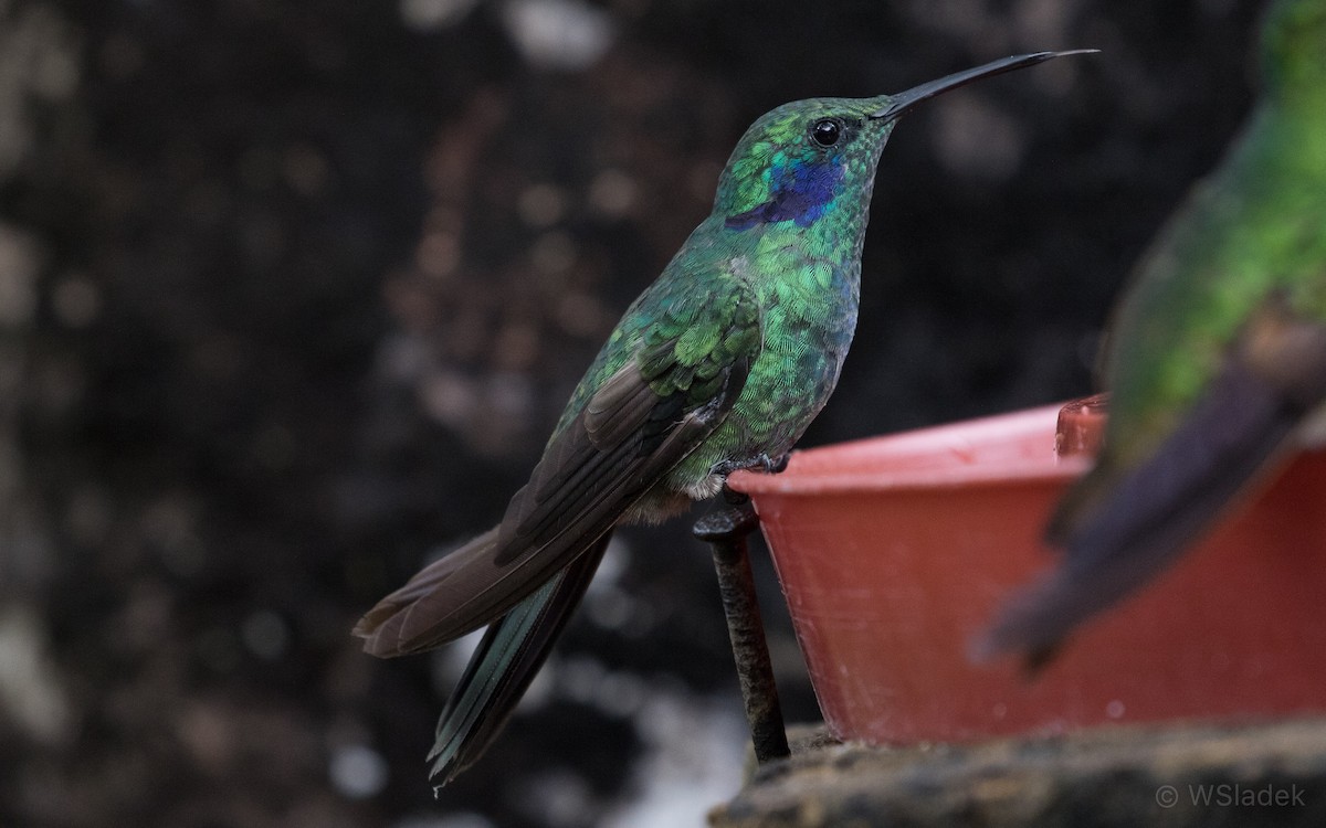 kolibřík modrouchý - ML170246131