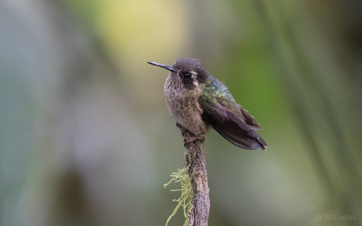 Speckled Hummingbird - Wayne Sladek