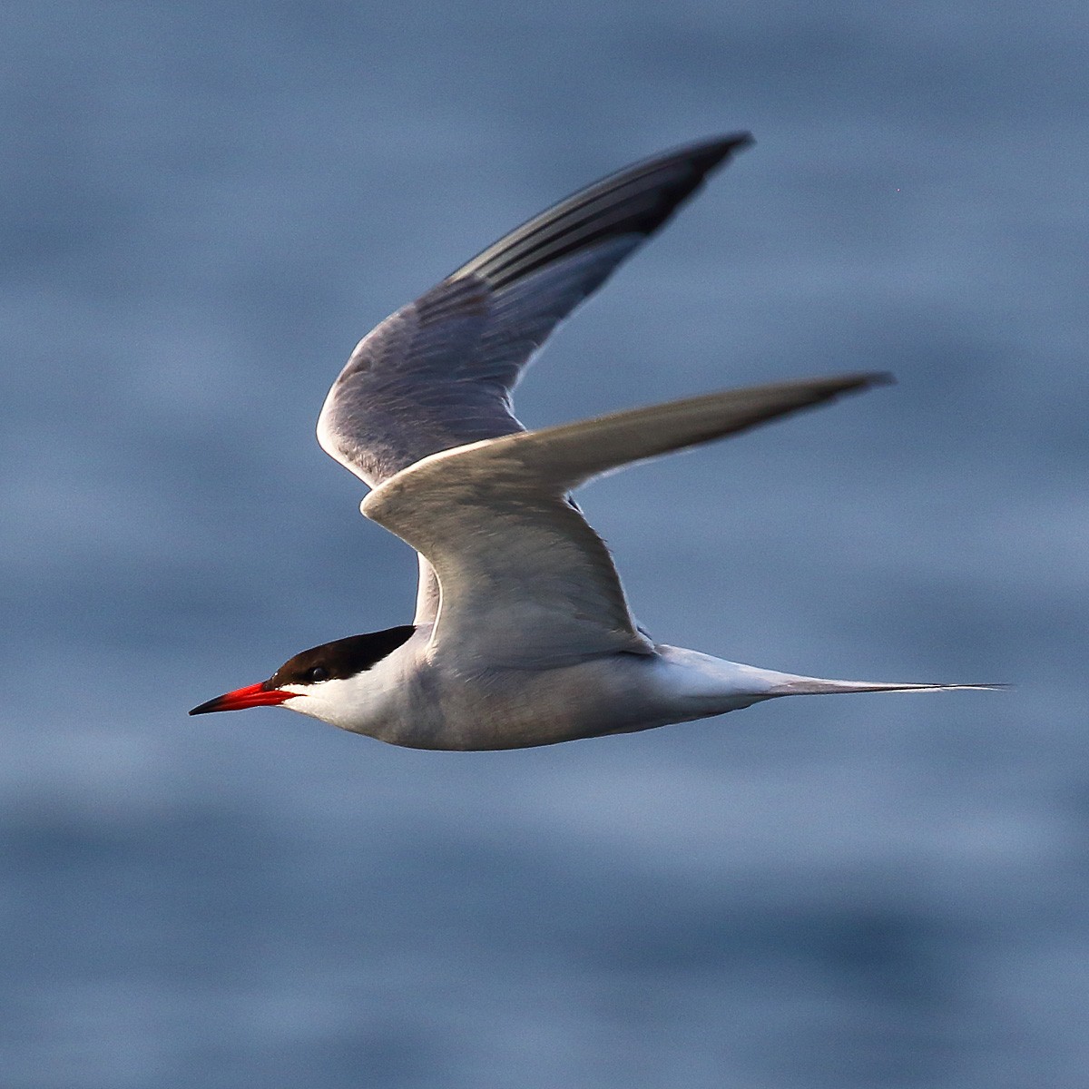 Common Tern - ML170246491