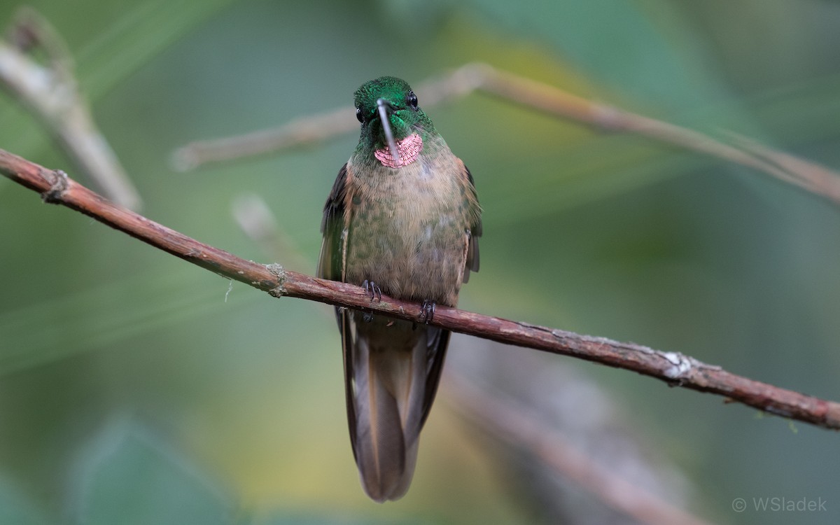 kolibřík hnědobřichý - ML170247831