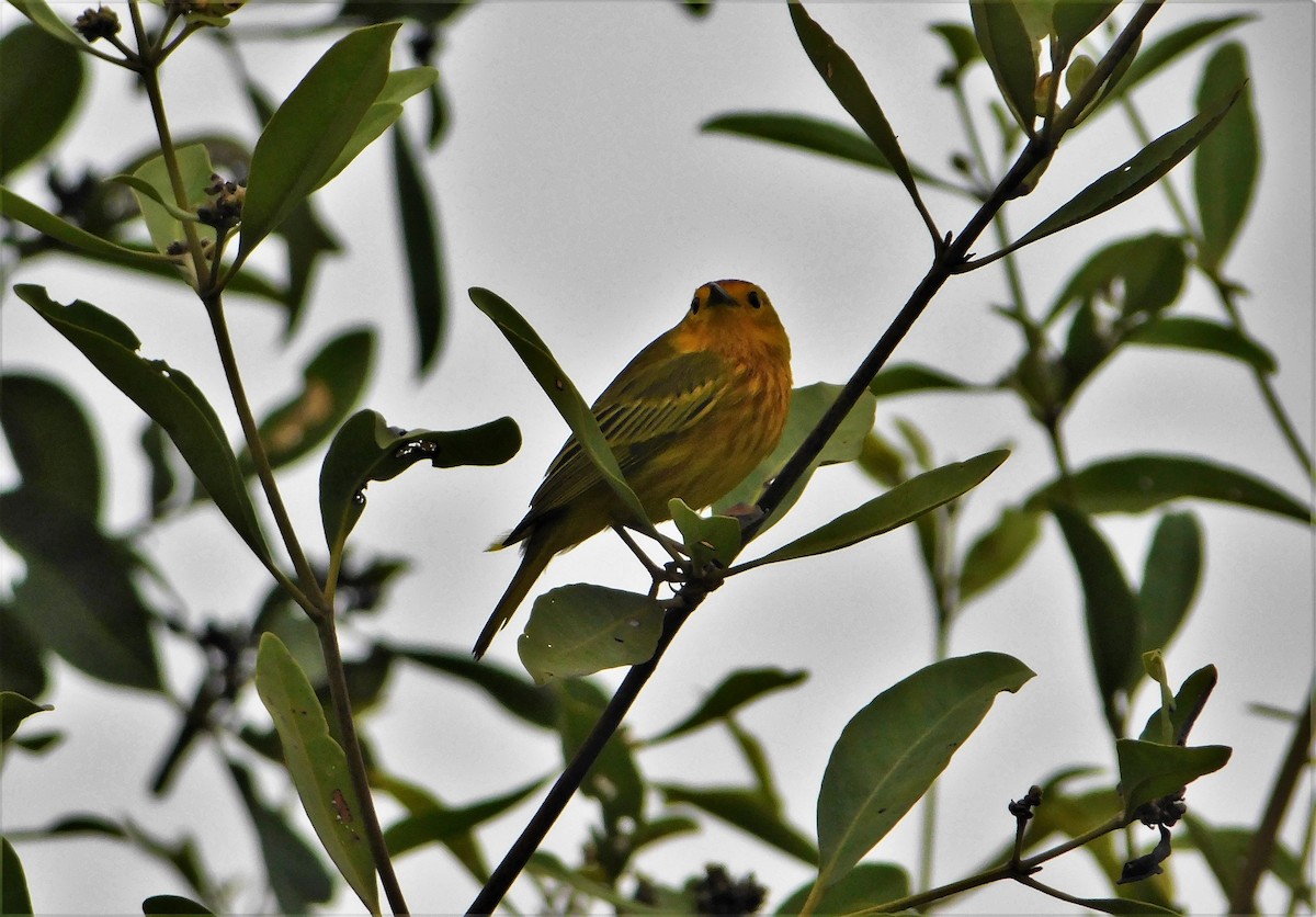 Yellow Warbler (Mangrove) - ML170250221