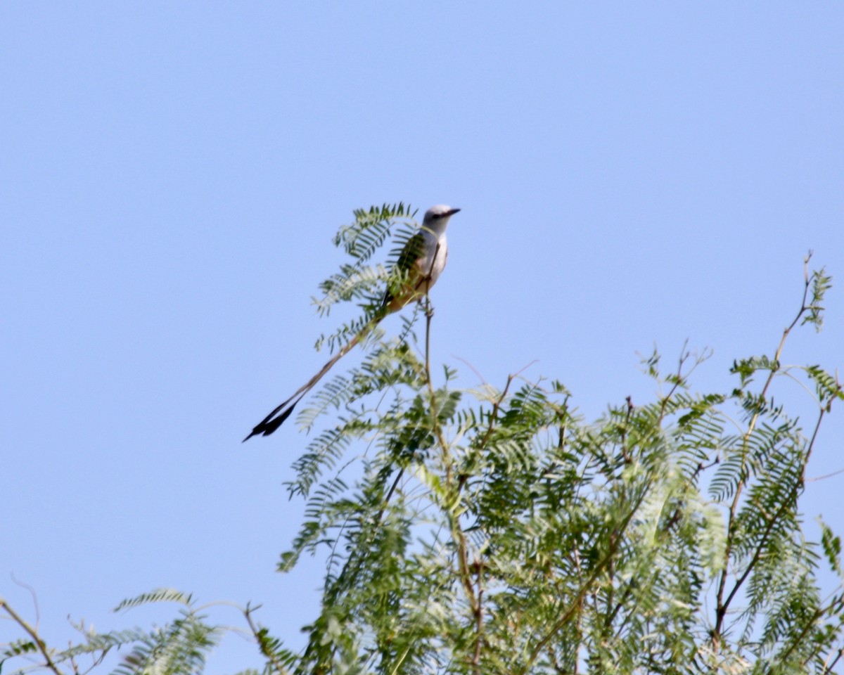 Scissor-tailed Flycatcher - Daniel S.