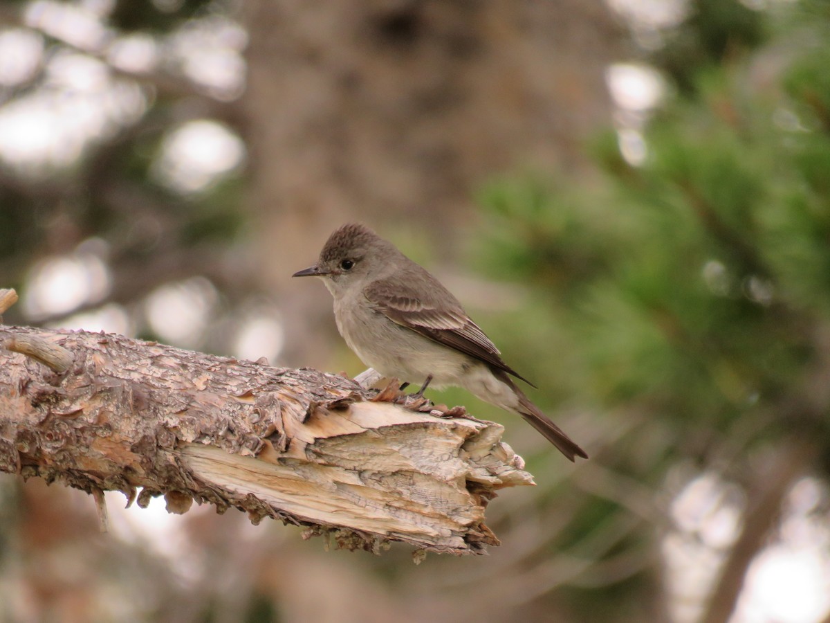 Western Wood-Pewee - Del Nelson