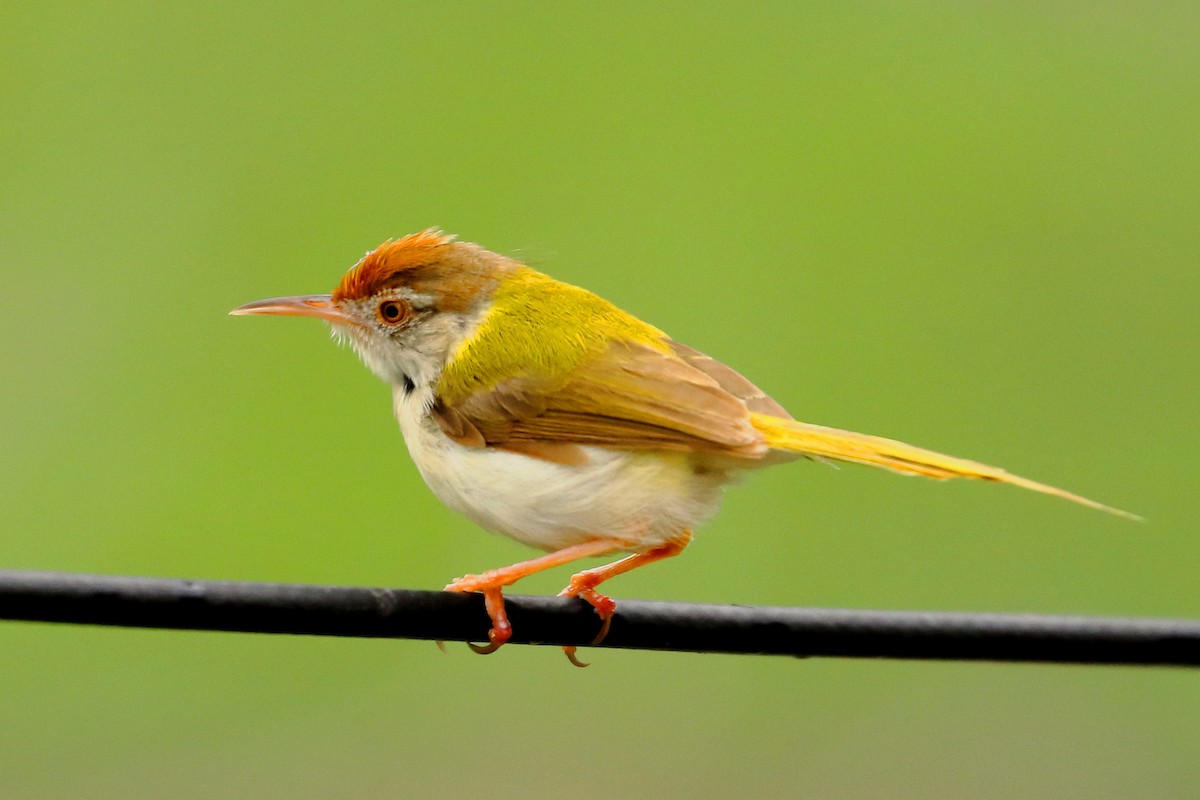 Common Tailorbird - Dr.Sandip  Modi
