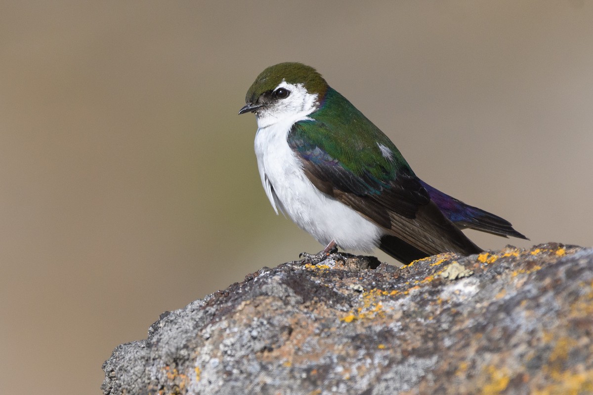 Violet-green Swallow - Darren Clark