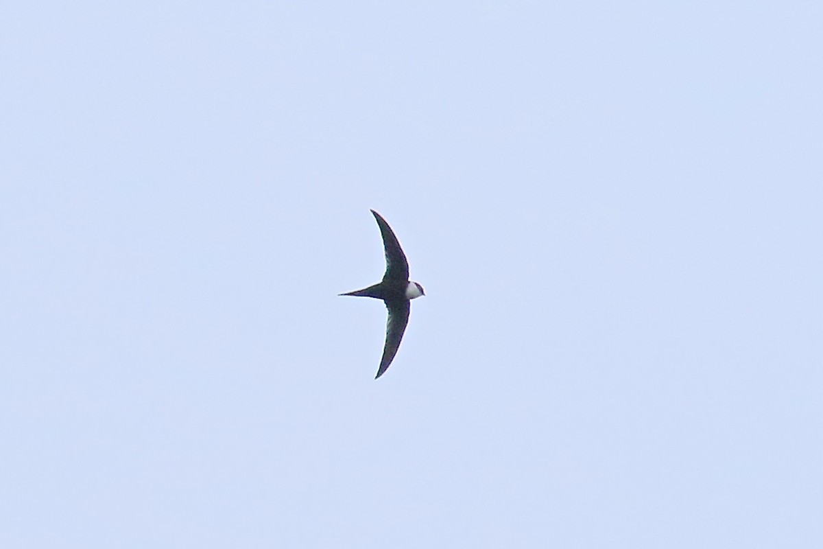 Lesser Swallow-tailed Swift - ML170260671