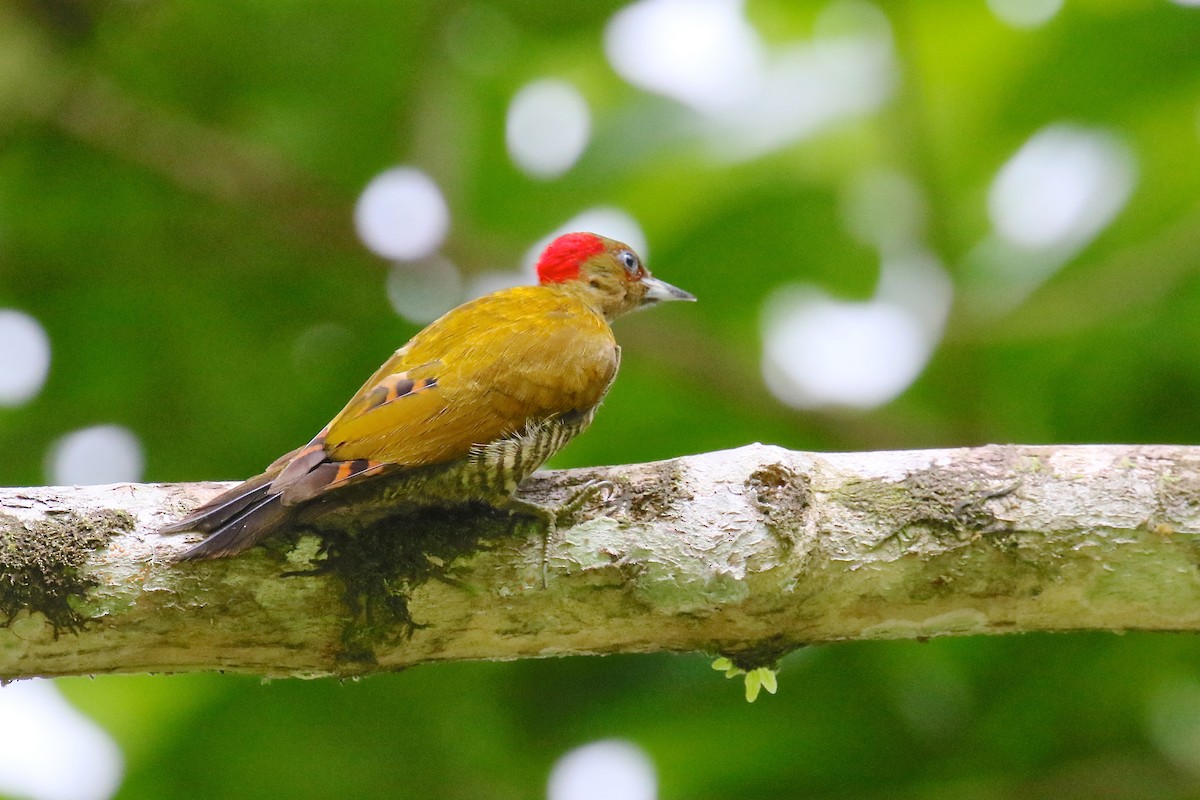 Rufous-winged Woodpecker - Arman Moreno