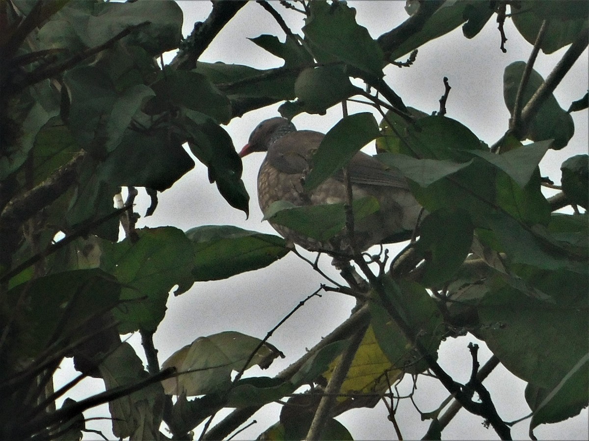 holub šupinkový - ML170261501