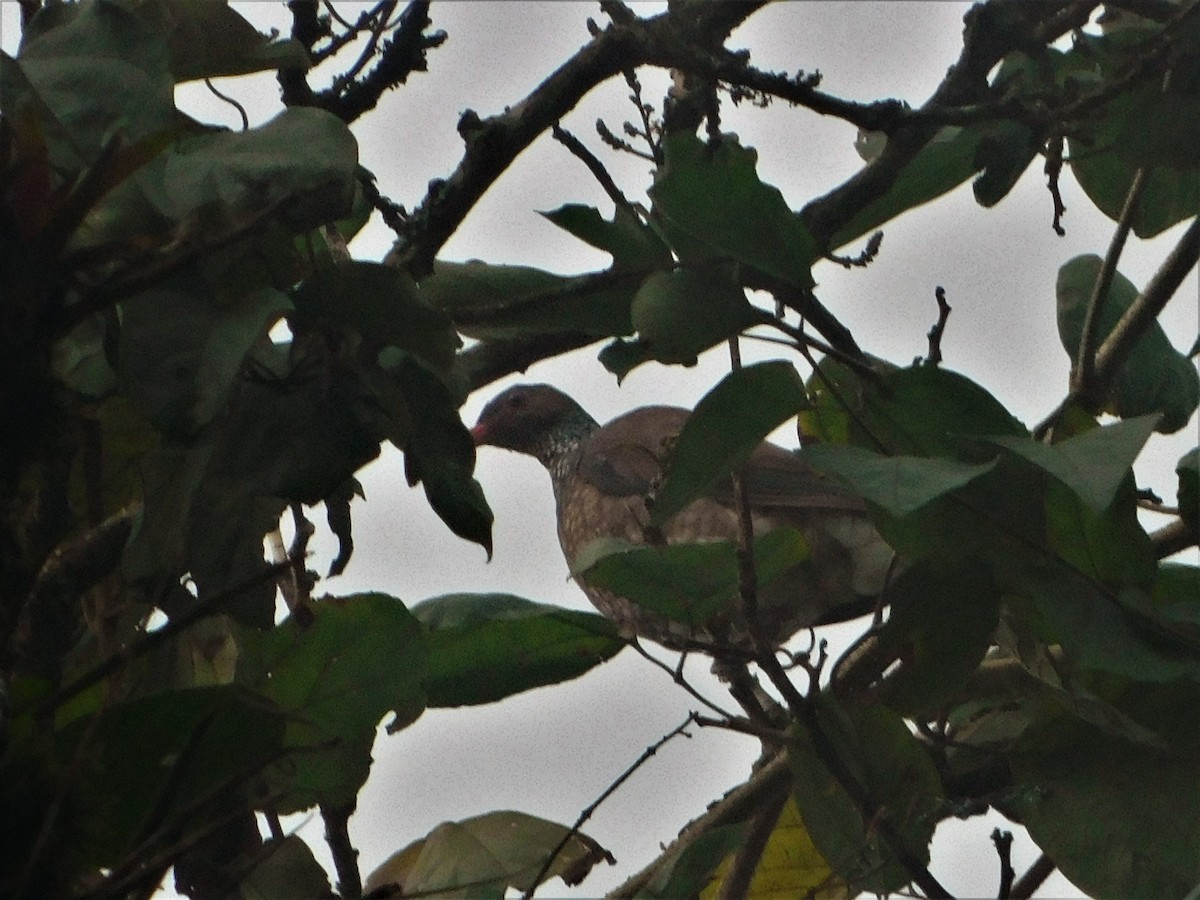 holub šupinkový - ML170261551