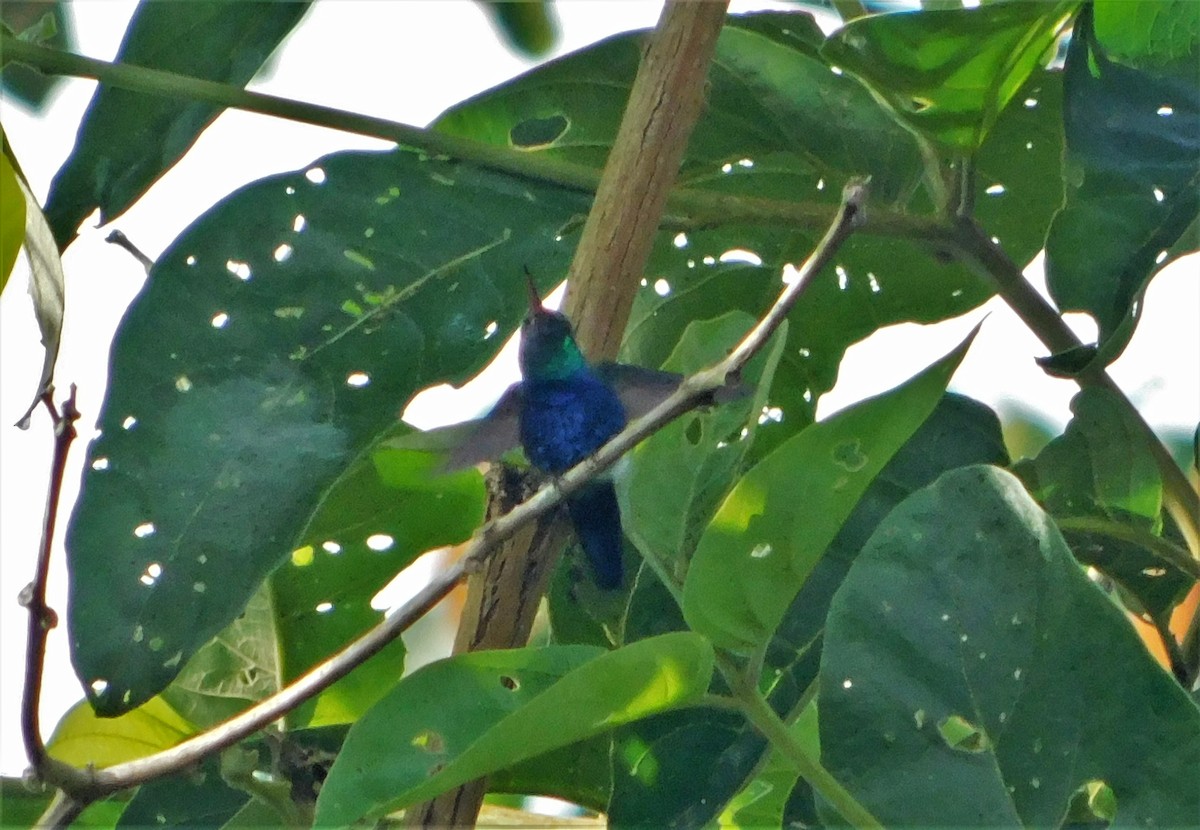 Violet-bellied Hummingbird - Nicolás Bejarano