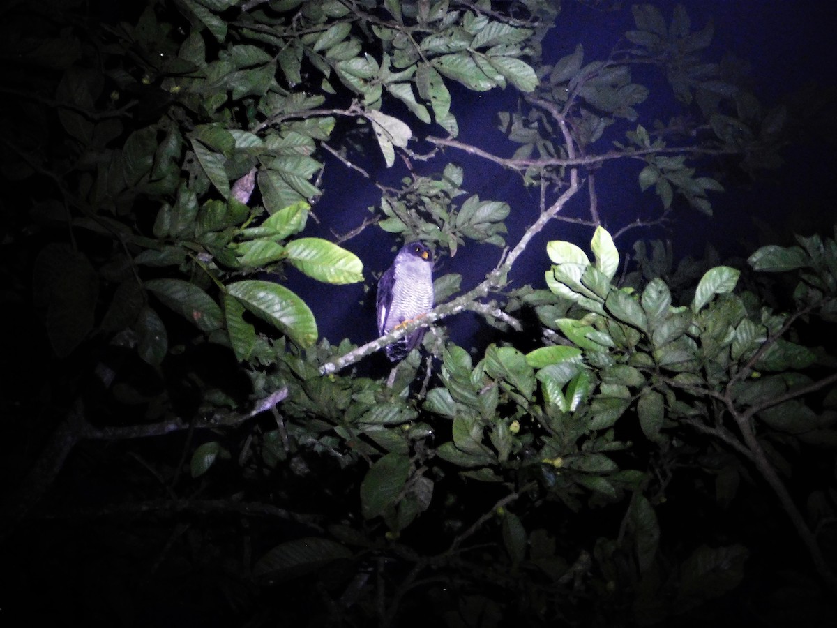 Black-and-white Owl - ML170261901