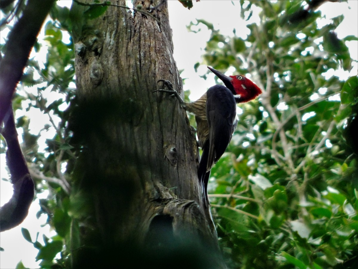 Guayaquil Woodpecker - ML170262021