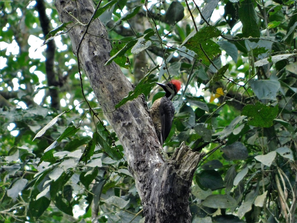 Lineated Woodpecker - Nicolás Bejarano