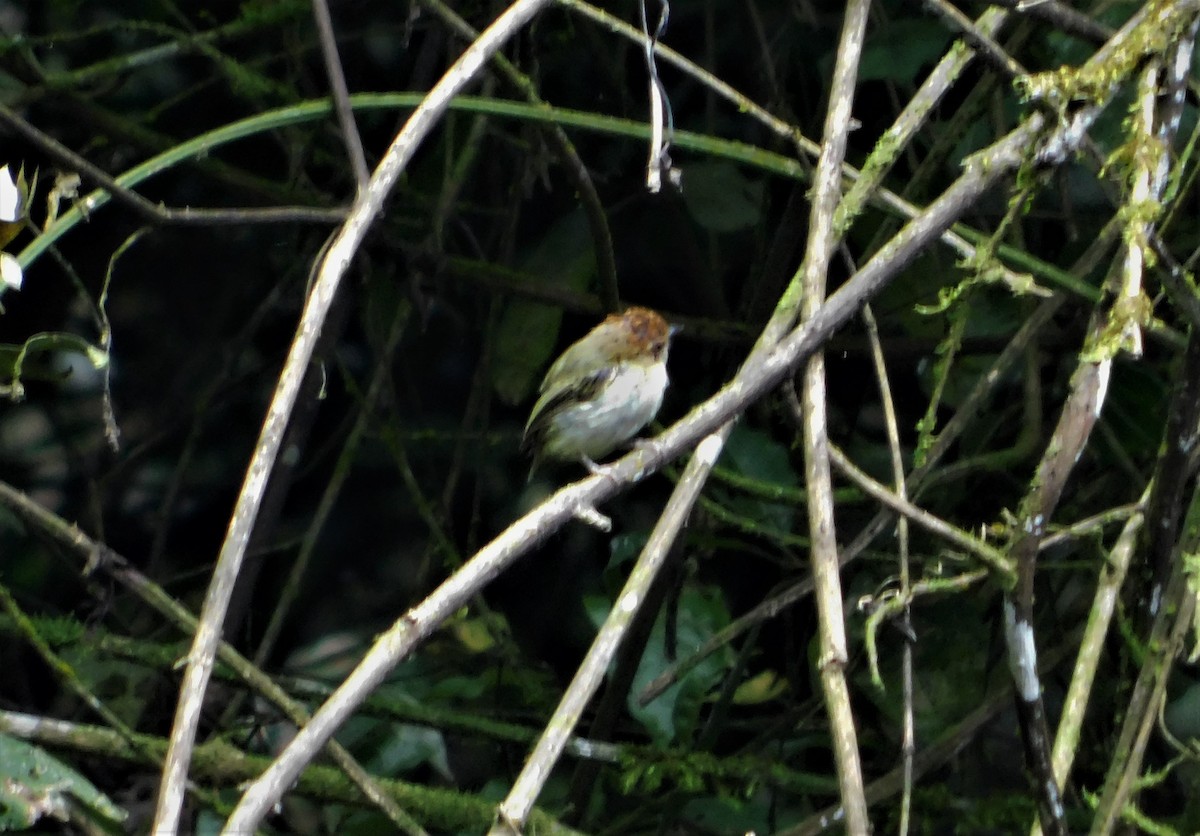 Scale-crested Pygmy-Tyrant - ML170262241