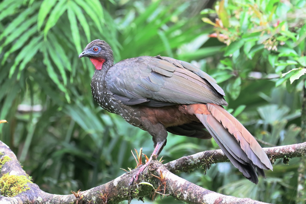 Crested Guan - ML170262681
