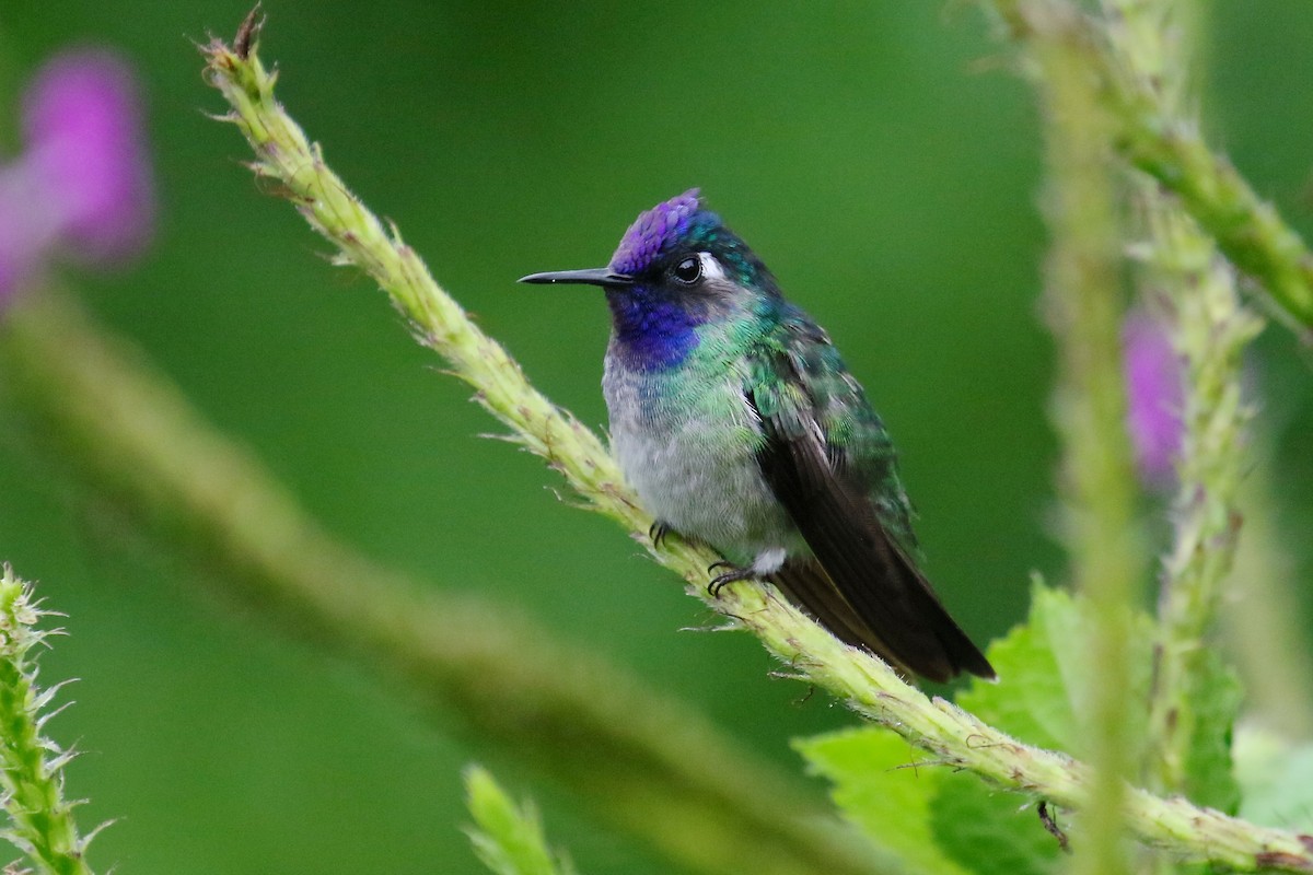 Violet-headed Hummingbird - ML170262701