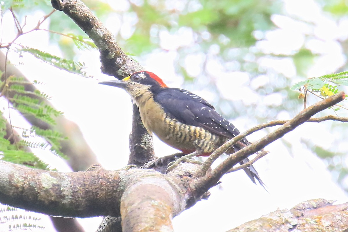 Black-cheeked Woodpecker - Arman Moreno