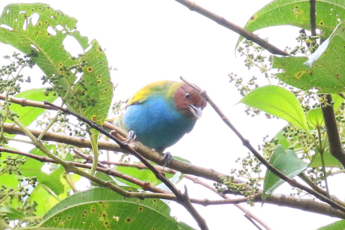 Bay-headed Tanager - ML170263041