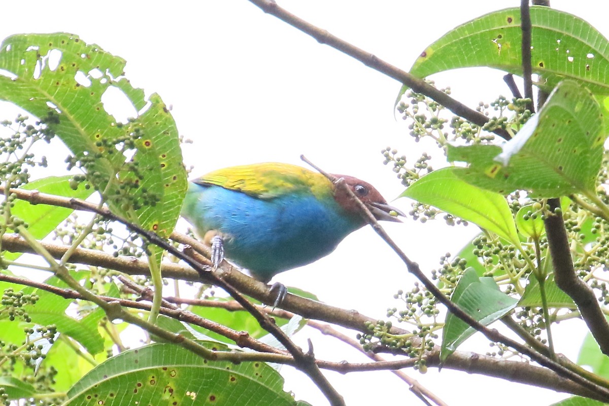 Bay-headed Tanager - ML170263071