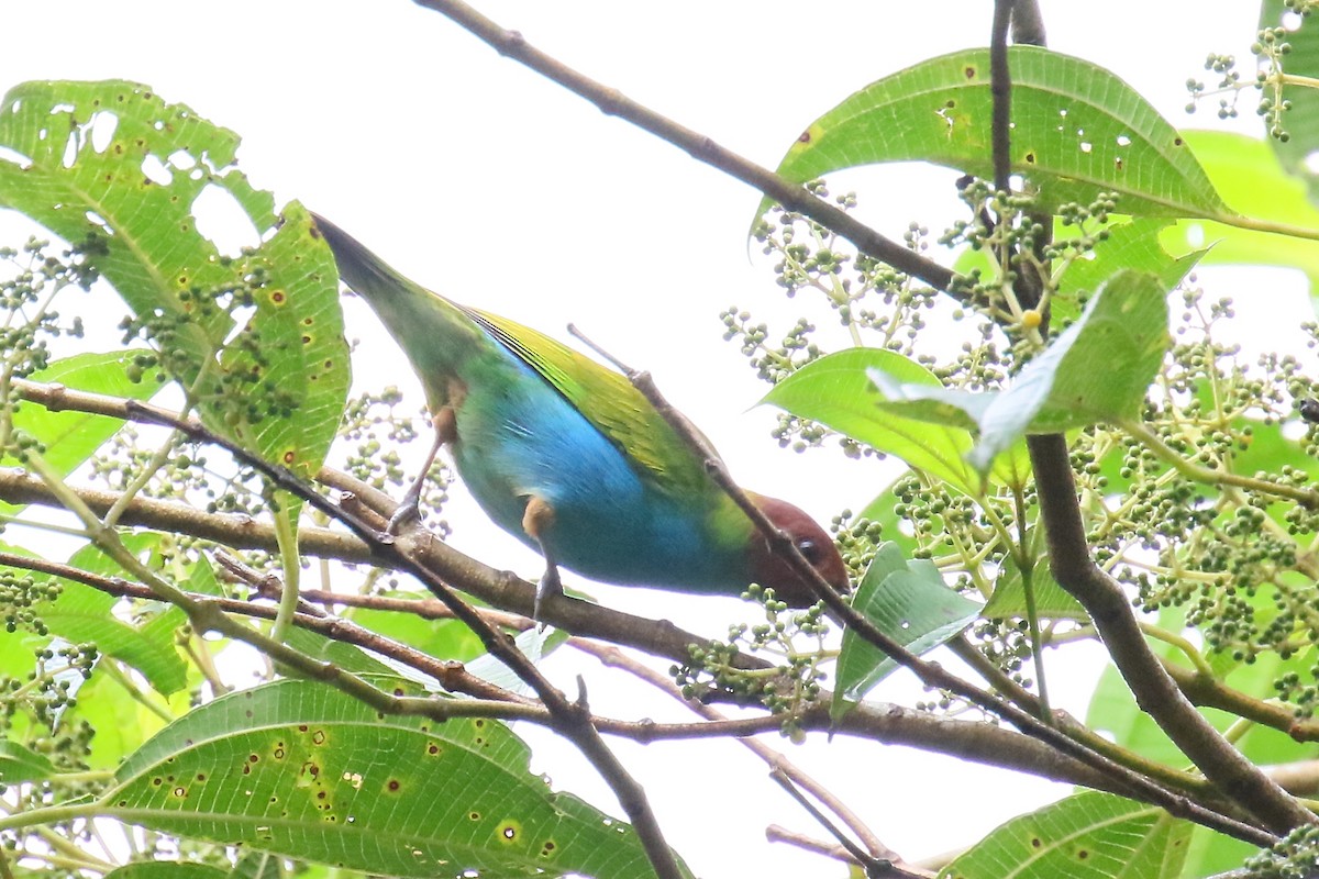 Bay-headed Tanager - ML170263081