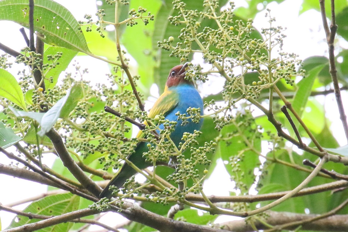 Bay-headed Tanager - ML170263091