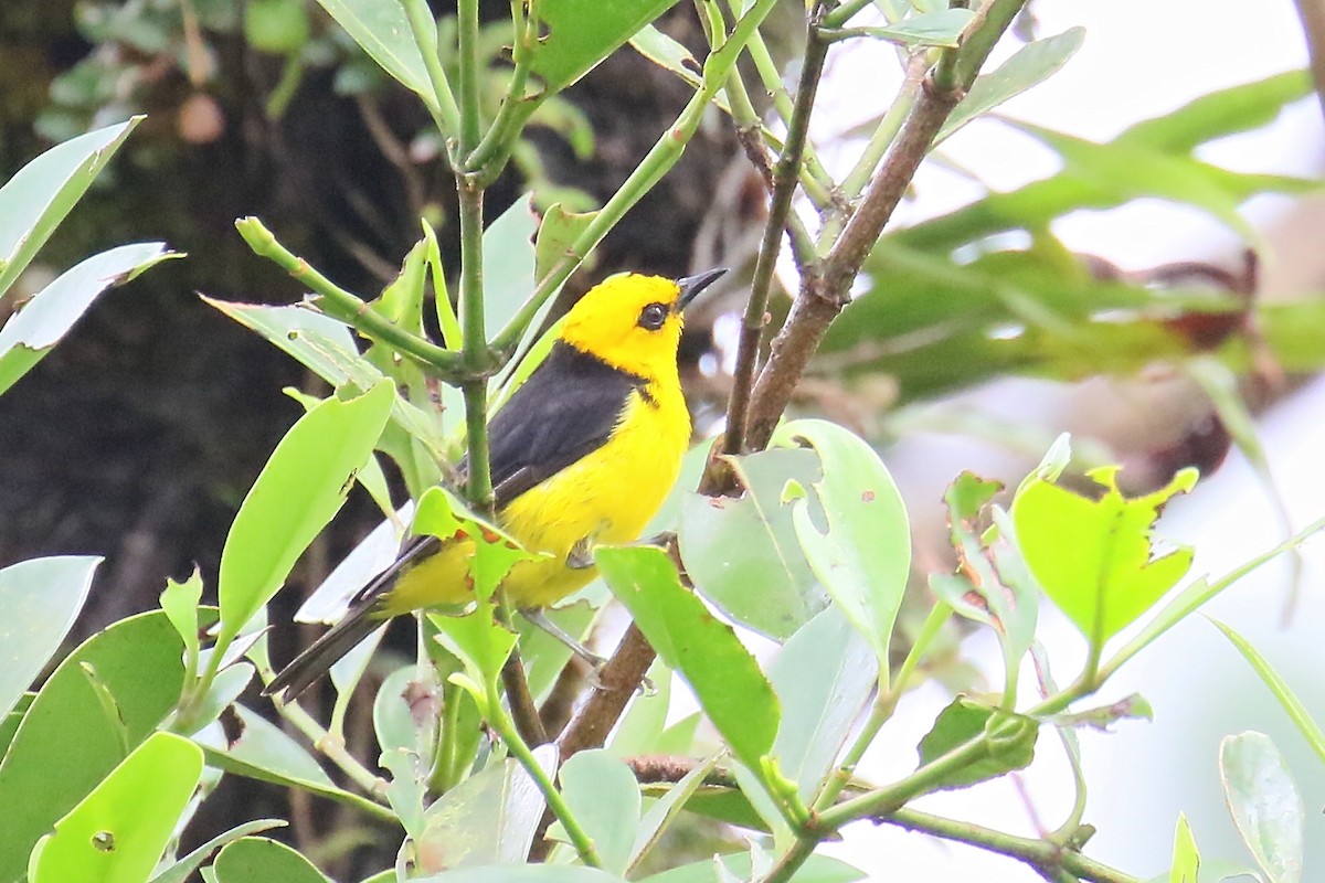 Black-and-yellow Tanager - ML170263241