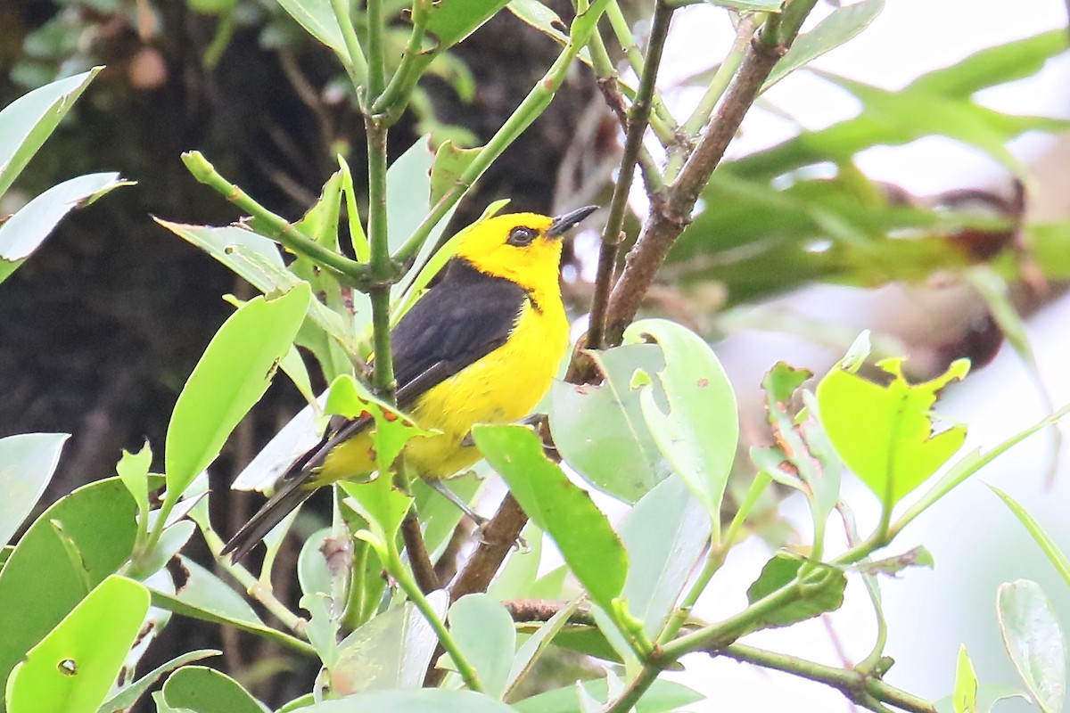 Black-and-yellow Tanager - ML170263251