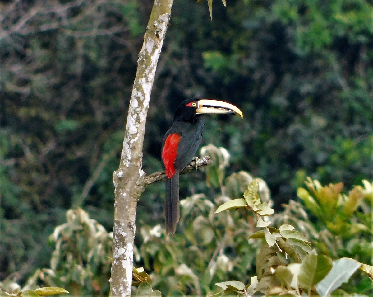 Collared Aracari (Pale-mandibled) - Nicolás Bejarano